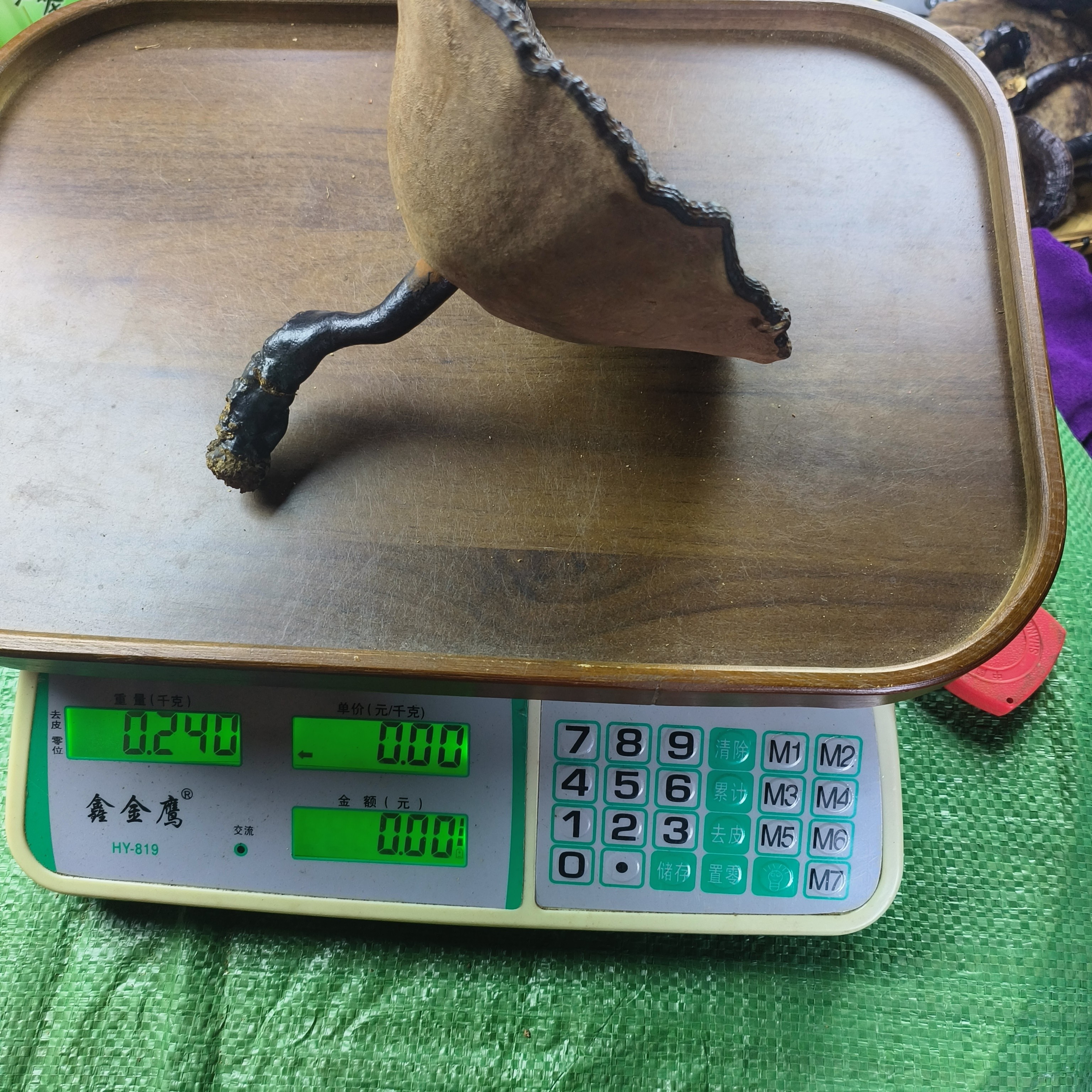 广西苗山 初级农产品 野生黑【紫】灵芝 现场单一物一拍