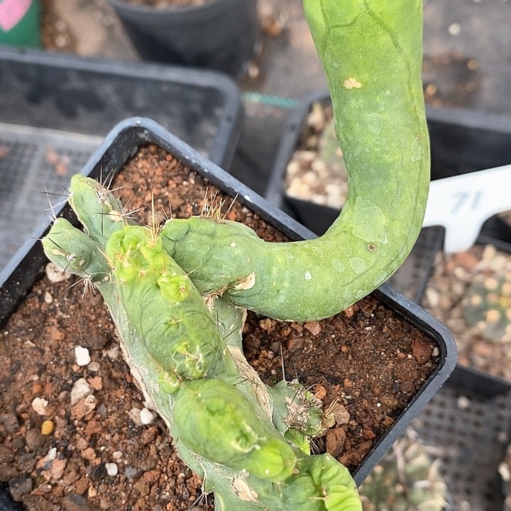 孤品自根程程柱缀化造型感强