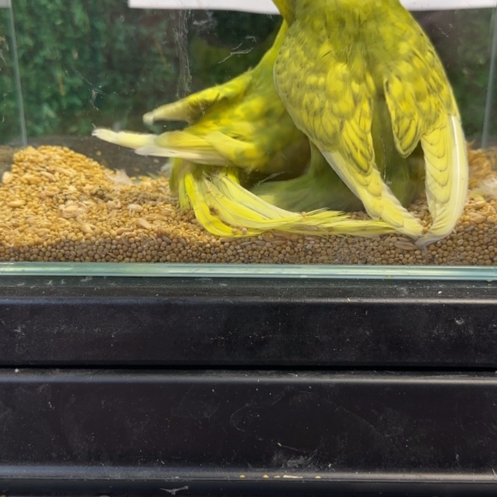 虎皮鹦鹉大头虎皮鹦鹉