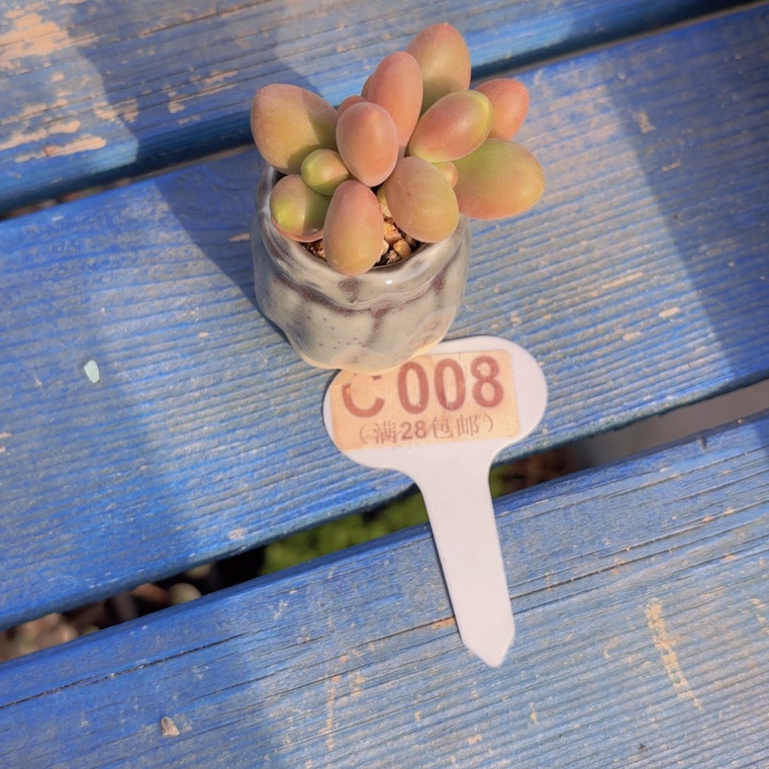 C008芒果奶yieuyipai