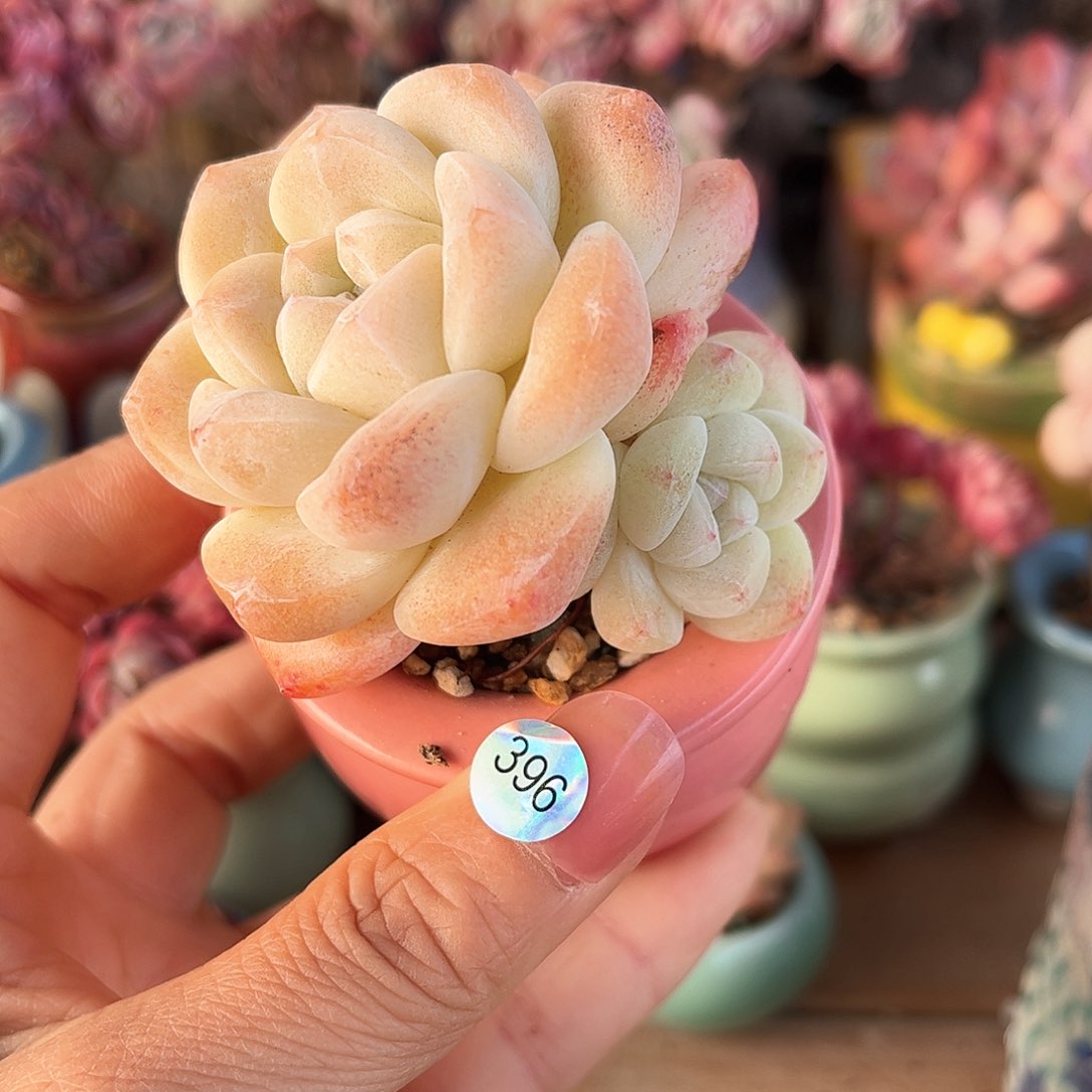 396 多肉含盆土30元包邮除偏远