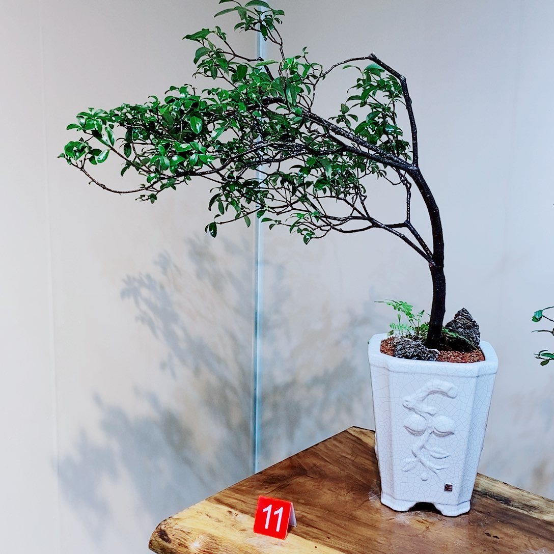 Z*鹏海岛春花一物一拍