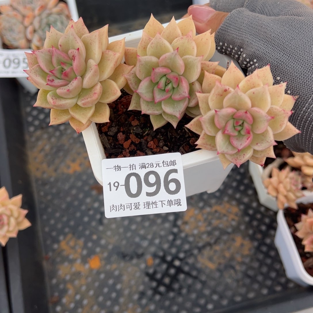 黄金璀璨多肉多肉多肉多肉