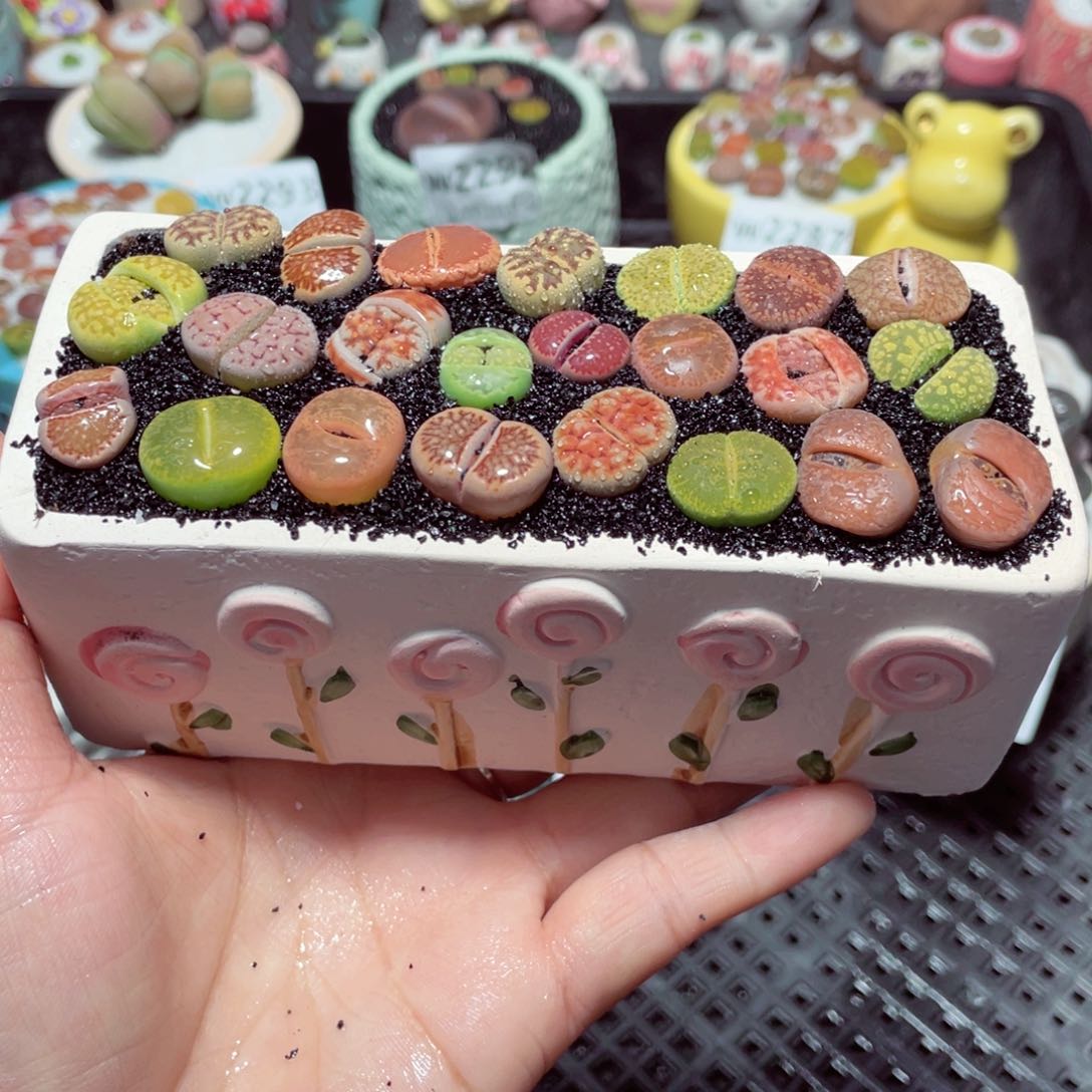 w2307 带盆土发货-零下地区拍保温箱