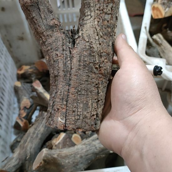 风***得大果紫檀（缅甸花梨）