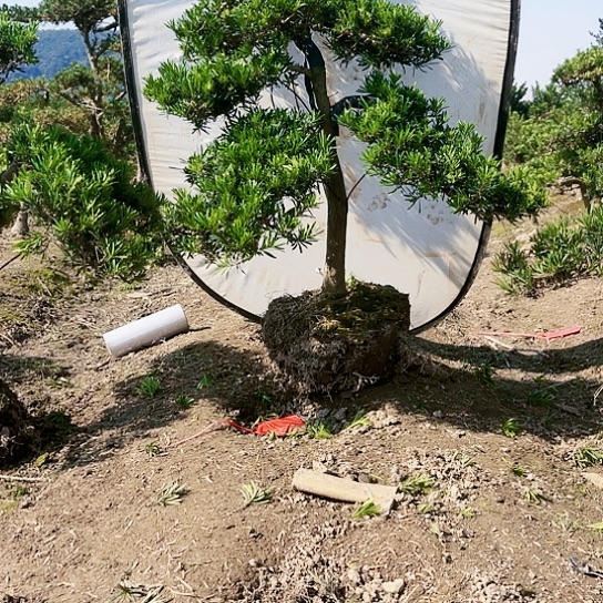 【闪购商品】完全开放小叶雀舌罗汉松