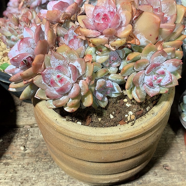 蓝欣儿多肉植物单