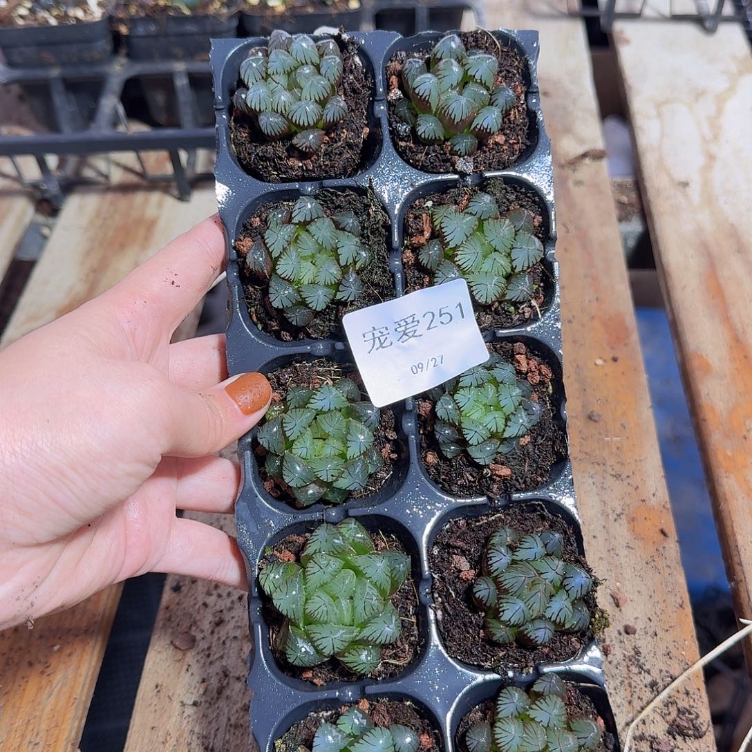 直播福利一物一拍251