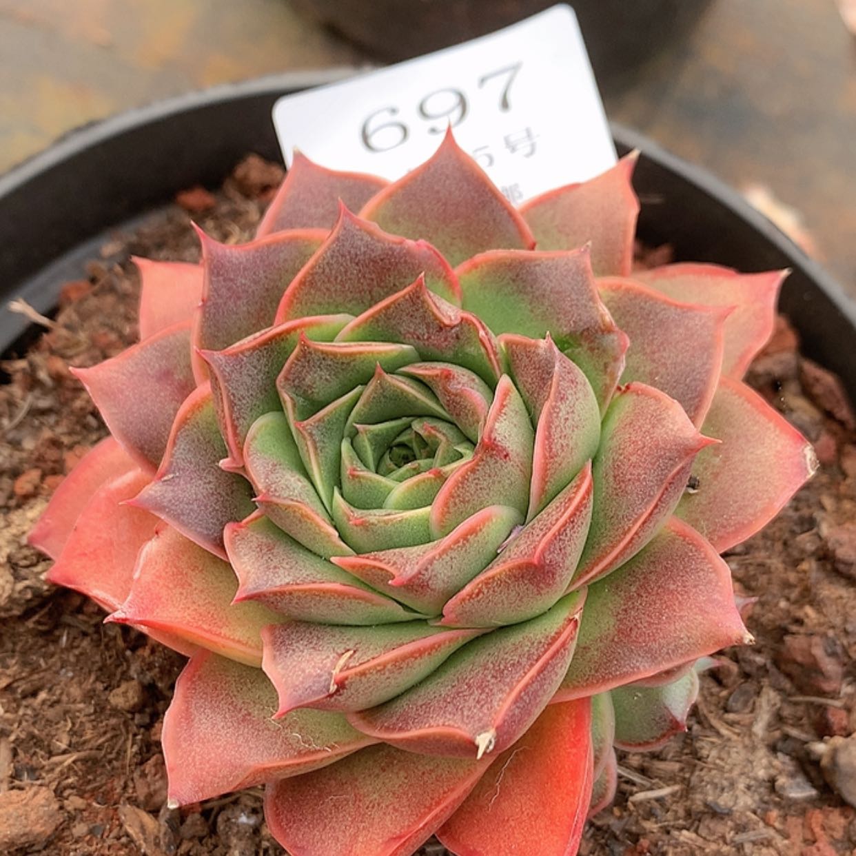 【闪购商品】云697