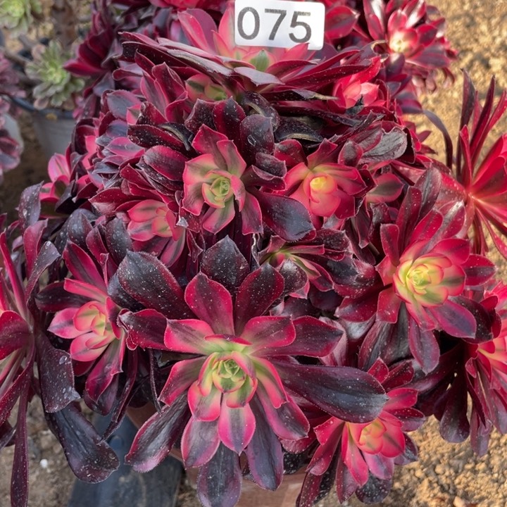 075多肉植物美杜莎