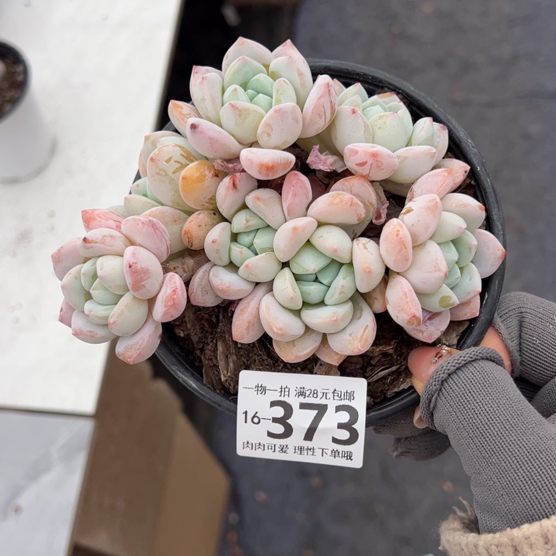 冷香多肉多肉多肉多肉