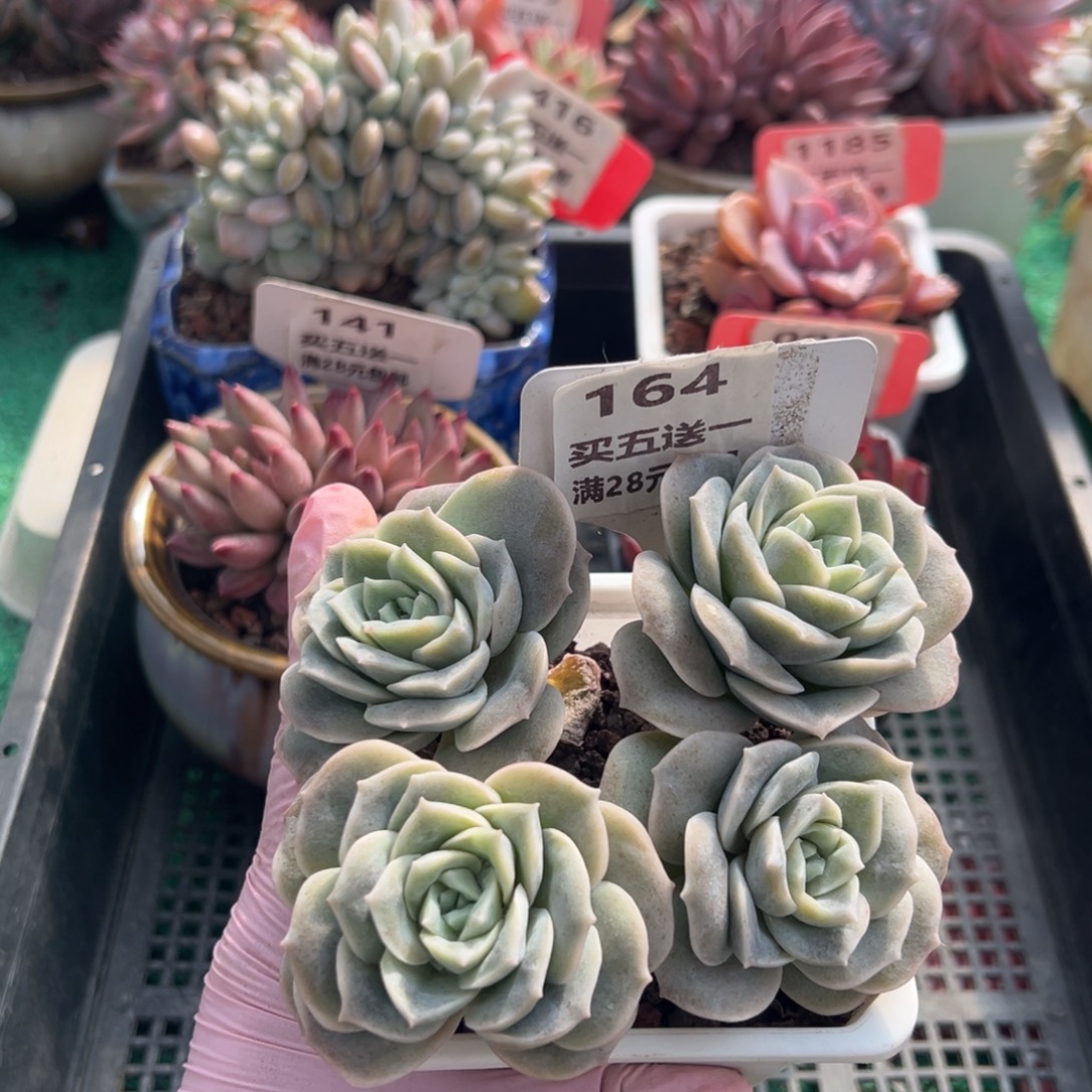 表妹精品多肉植物164.