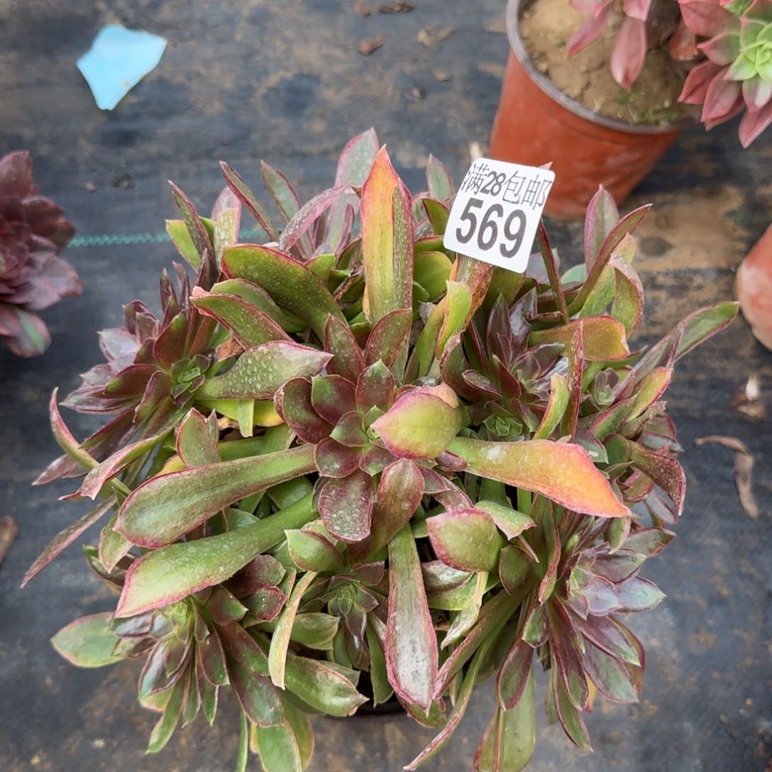 女王多肉569满28包邮断枝不包