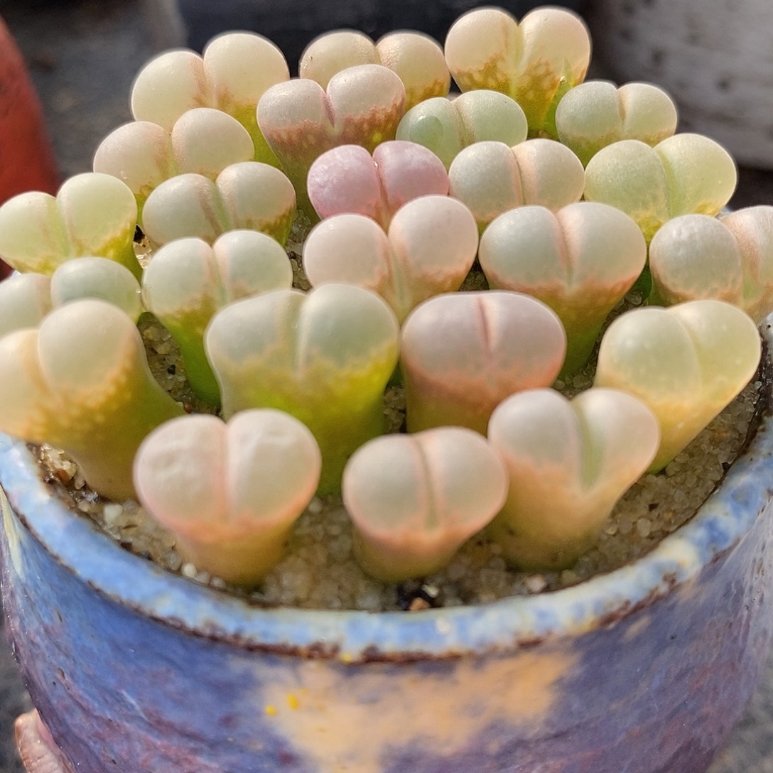 C10杂鲑鱼粉5颗。       