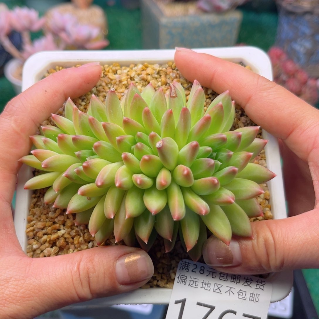 大1767:）sh c b b n