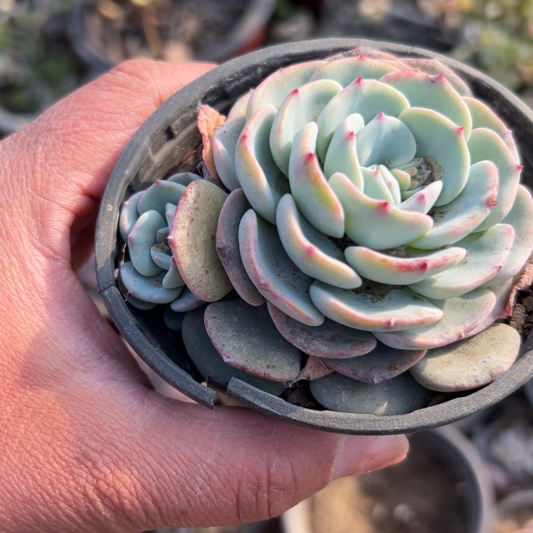 多肉植物勃朗峰单头
