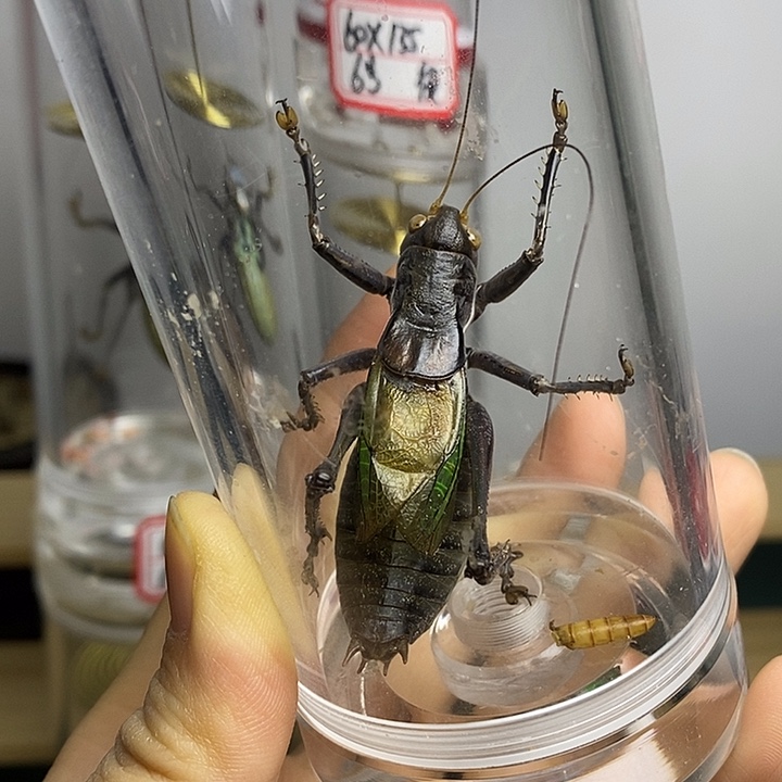 蟋蟀55-155单蝈蝈天妍