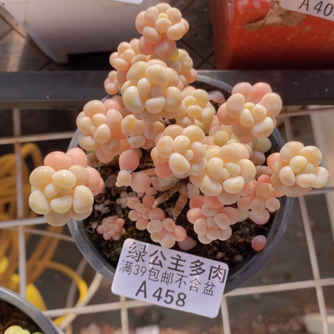 花朵鱼子酱老桩8cm458多肉