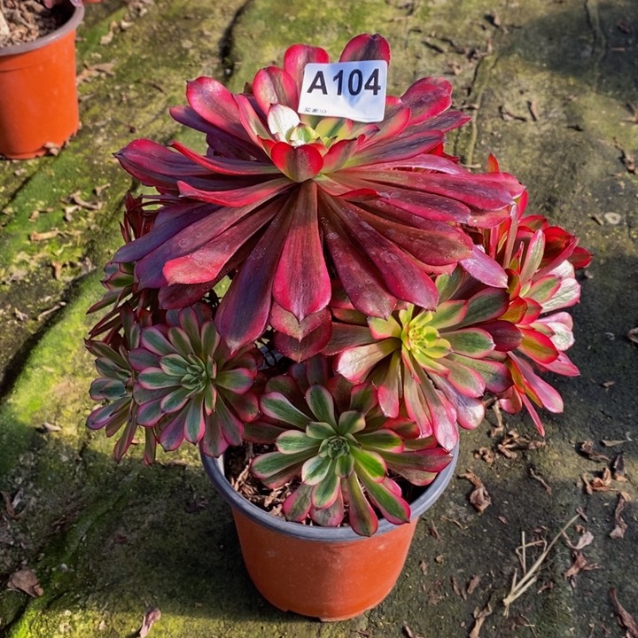 月蝉多肉植物104