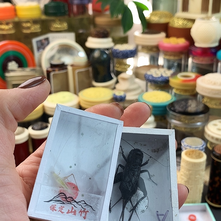 豆***爸蟋蟀山竹➕黑虫啊啊啊啊啊