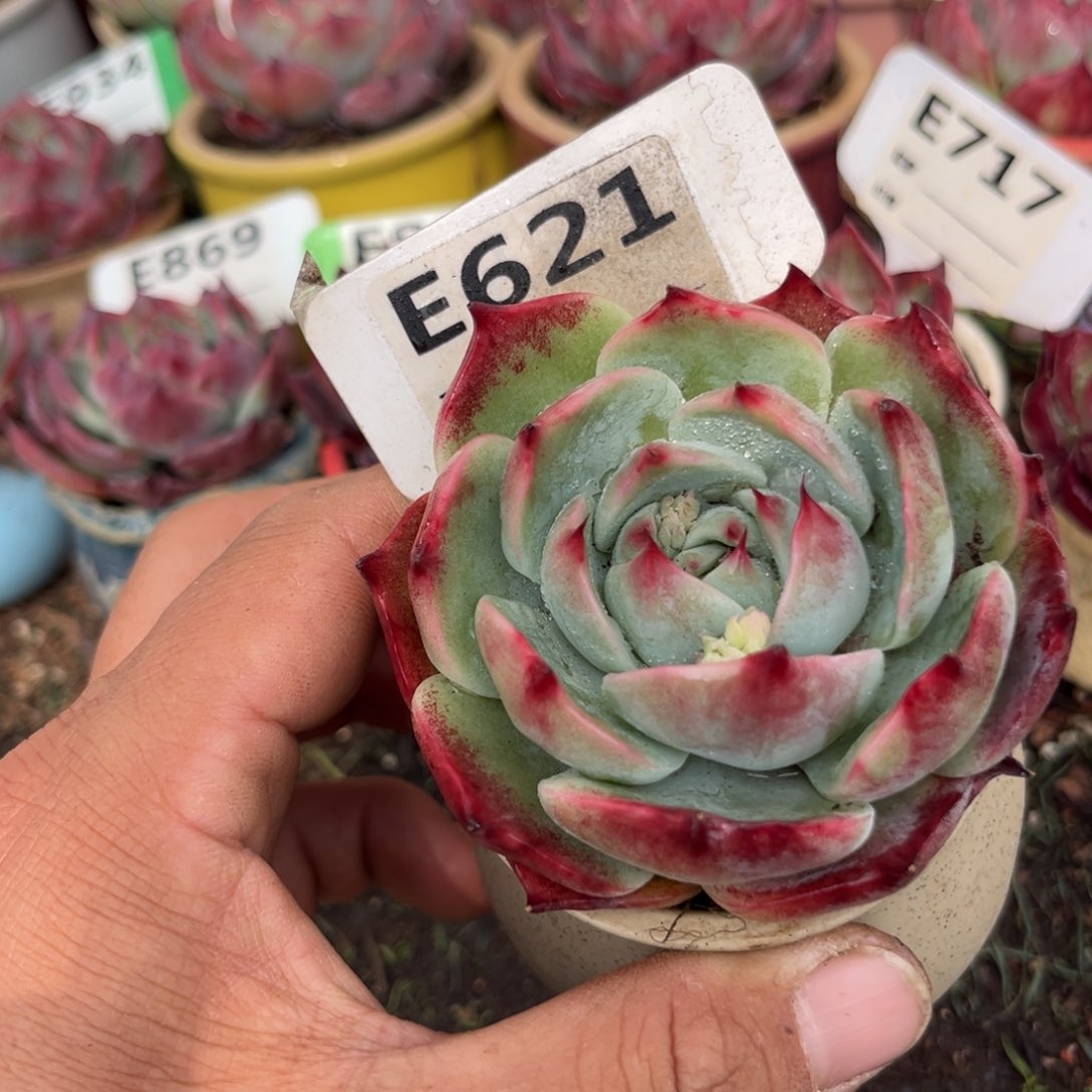 惊鸿一瞥621号多肉