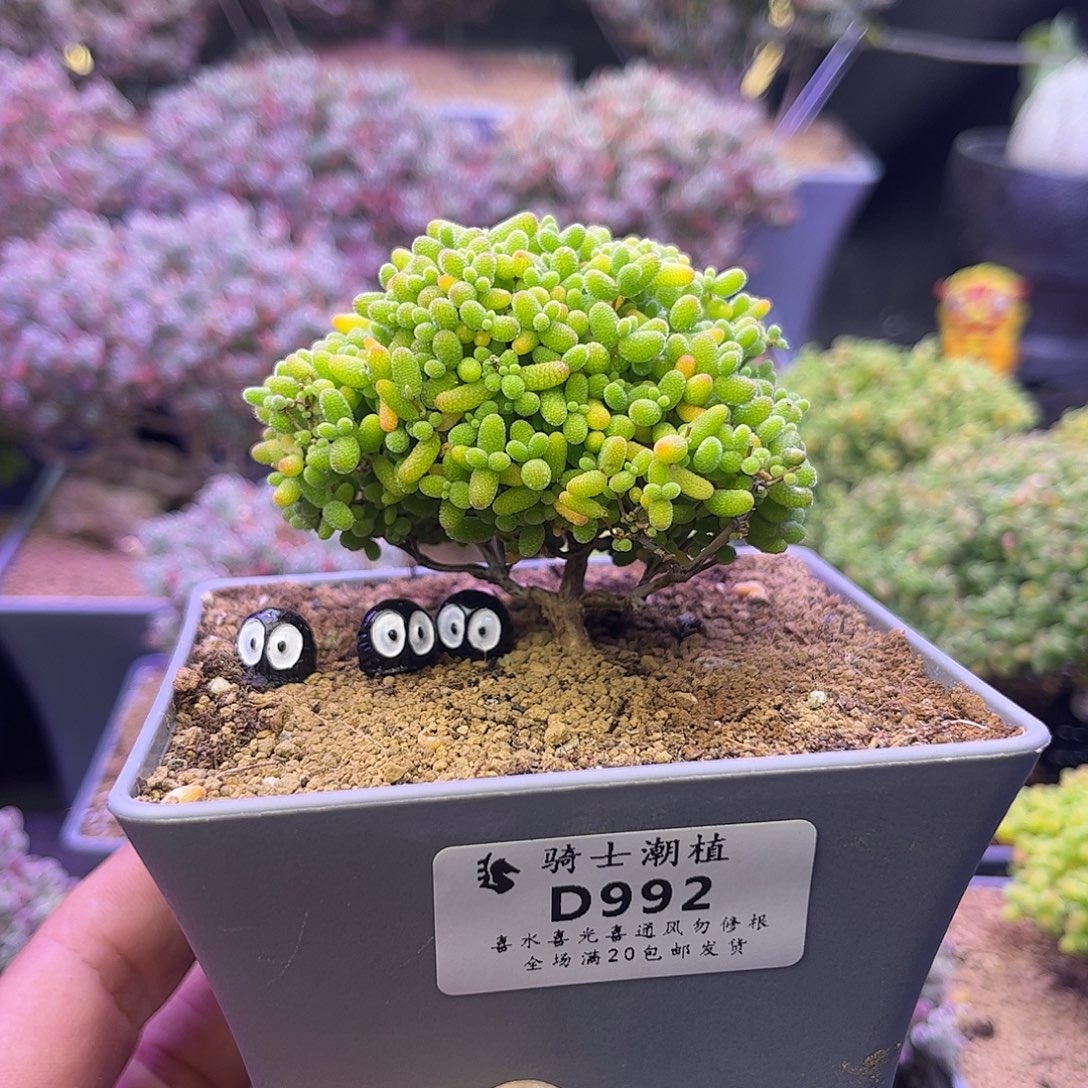 992蜜橘糖球枝干番杏