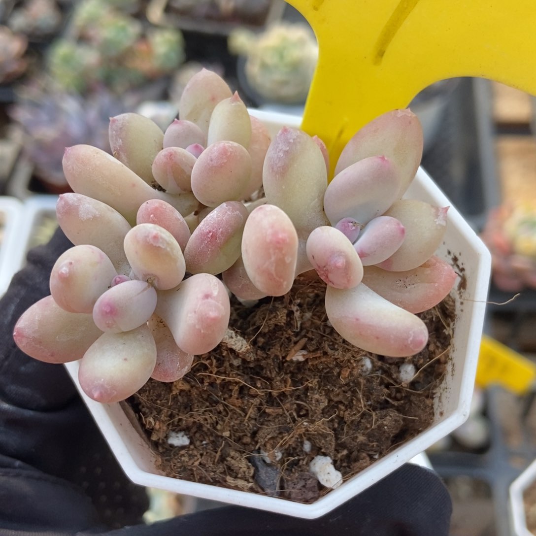 19三日月多肉植物保护