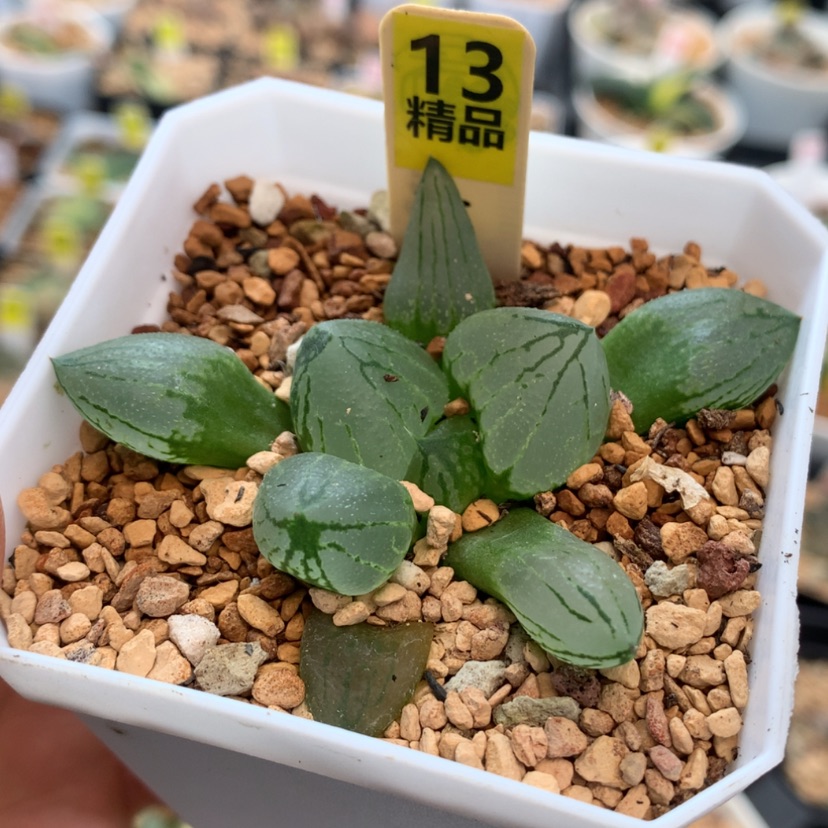 【闪购商品】13虞美人