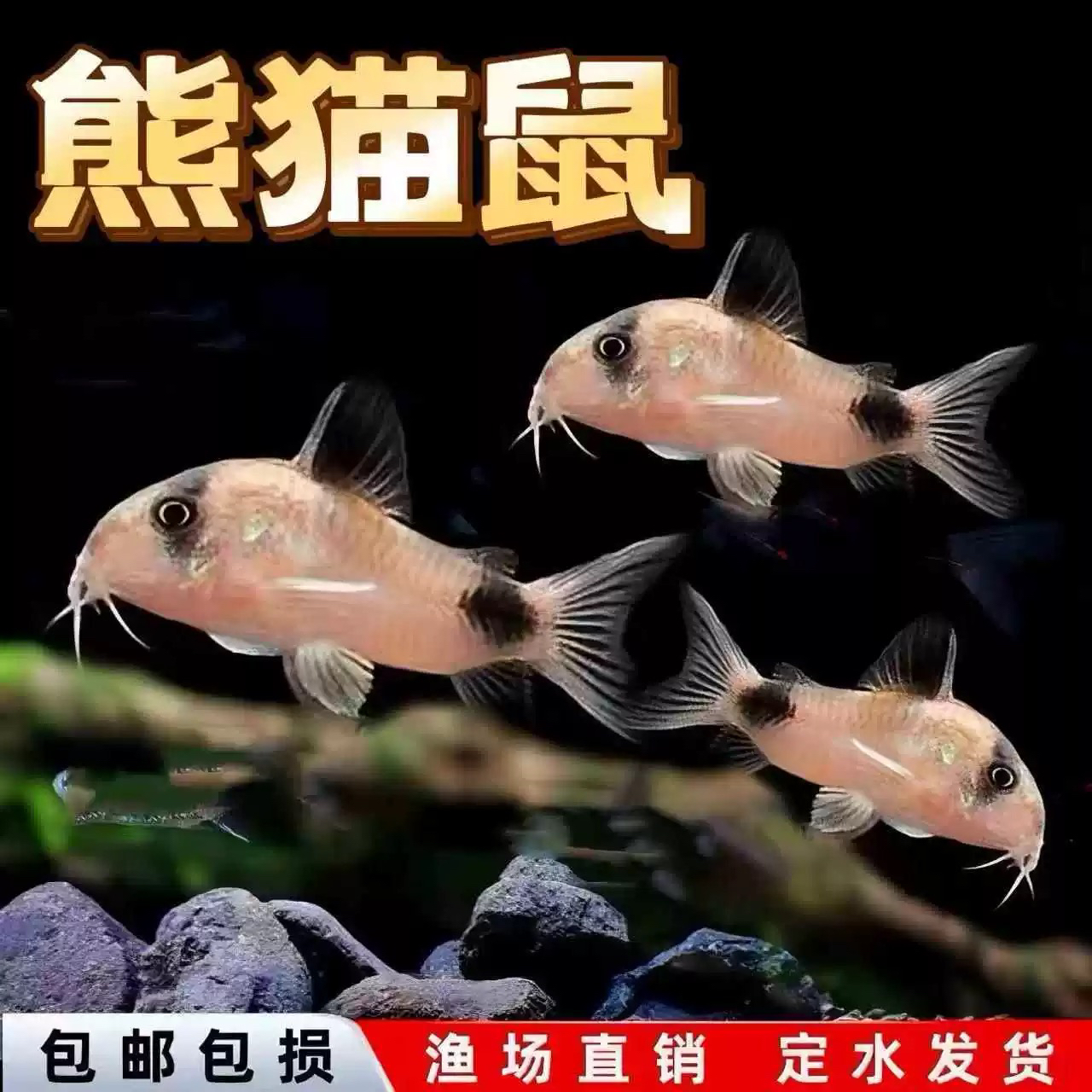 熊猫鼠鱼清缸底栖鱼工具鱼