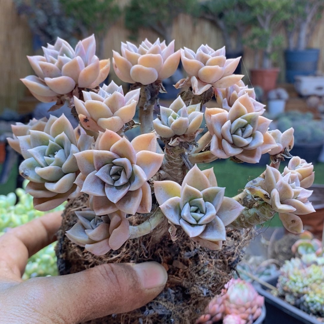 悟65号哈利沃森老桩