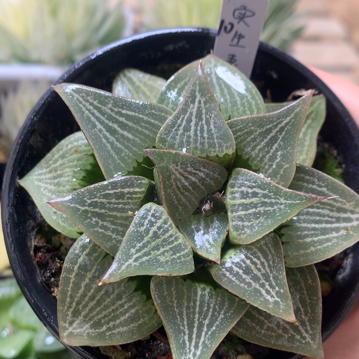 10号实生寿一物一拍带盆