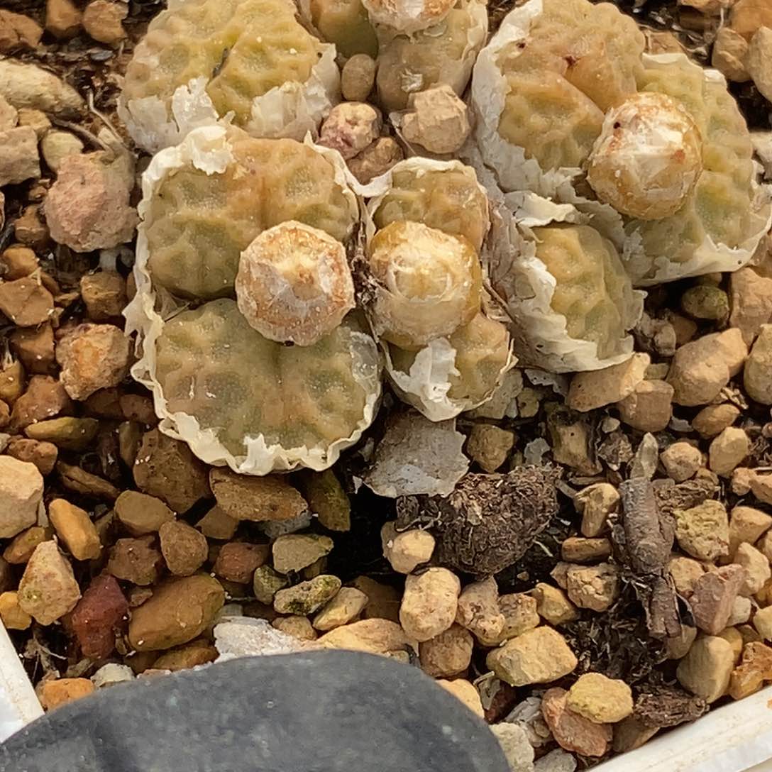 桃喜花园0421/65烧卖