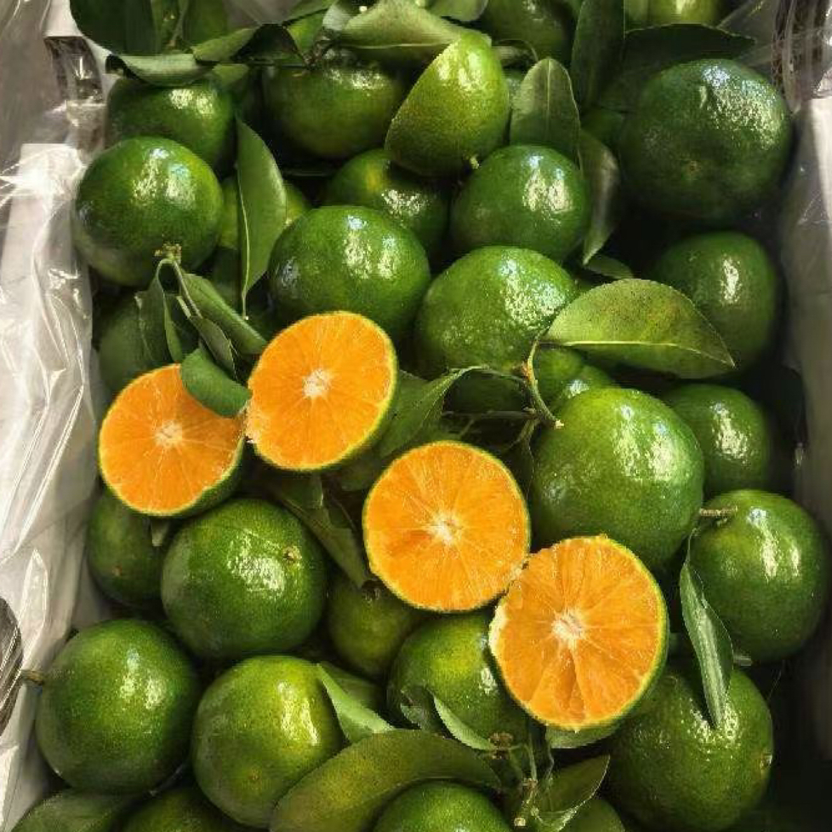 【稀缺品种口感惊艳】广西老树茶橘1盒约1斤 茶香纯甜无酸口感惊艳四川省