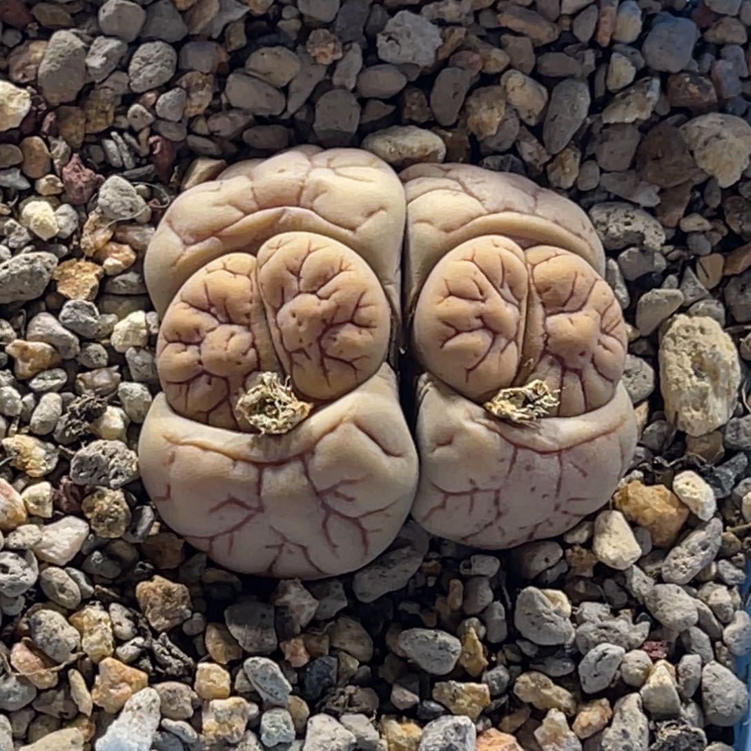 1241双头粗纹261母本