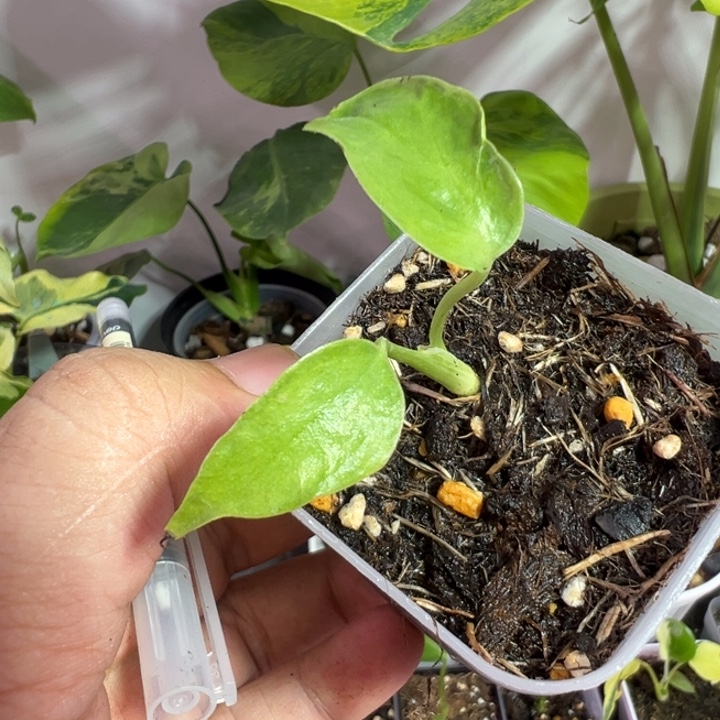 大***东完全开放龟背种子苗