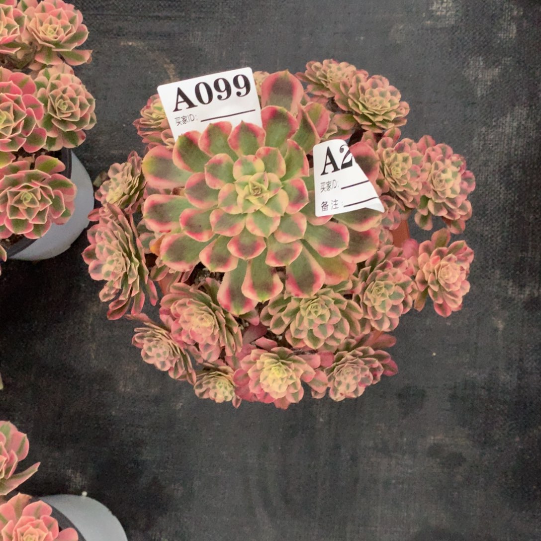 红同白099法师多肉植物48¥带盆发货