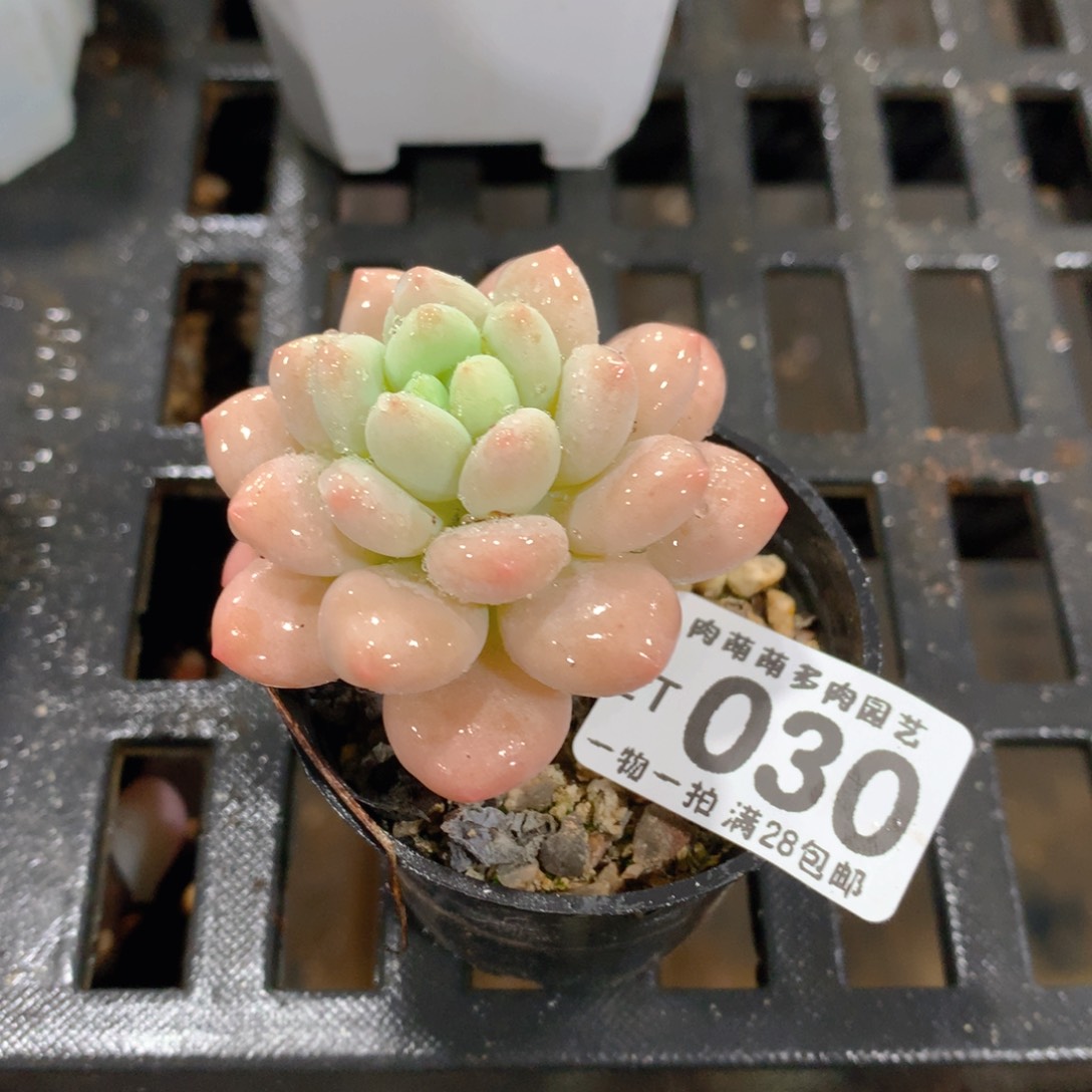 肉萌萌拇指盆精控多肉ZT030