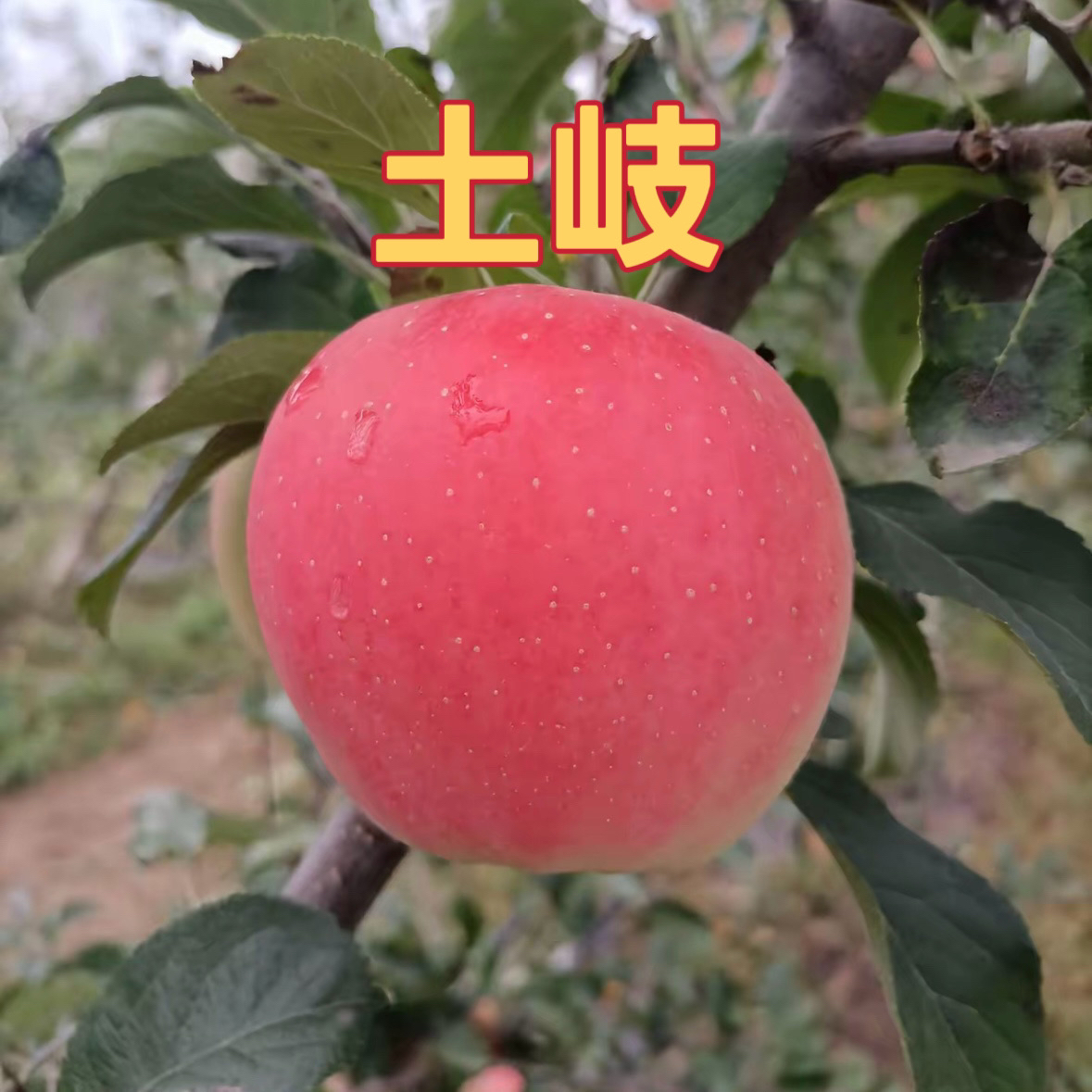 精品土岐苹果苗幼苗耐寒耐旱现挖现发南北方批量种植