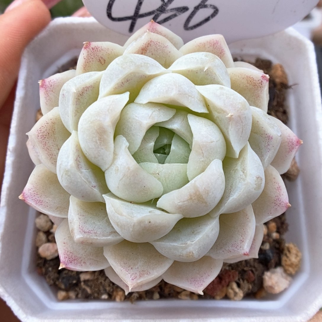 白月影可拍466号。 