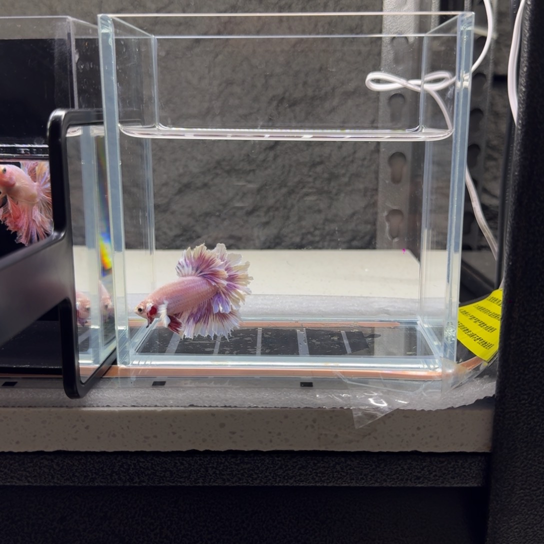 清***秋斗鱼泰国半月斗鱼