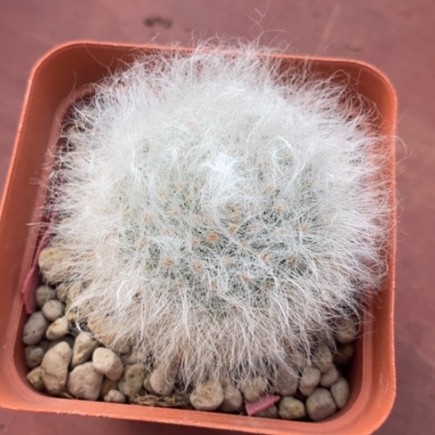 无刺丽光殿5仙人球