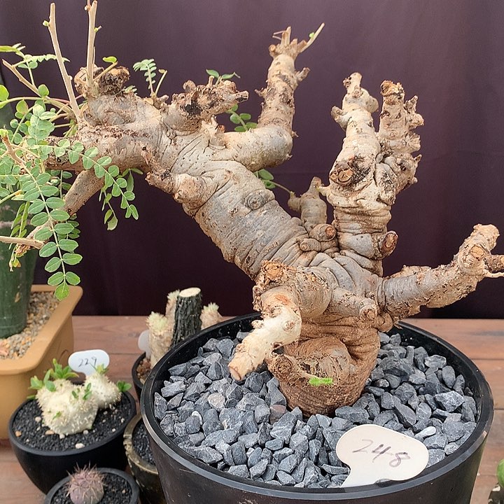 248尼勒达乳香王老桩哈哈哈哈哈