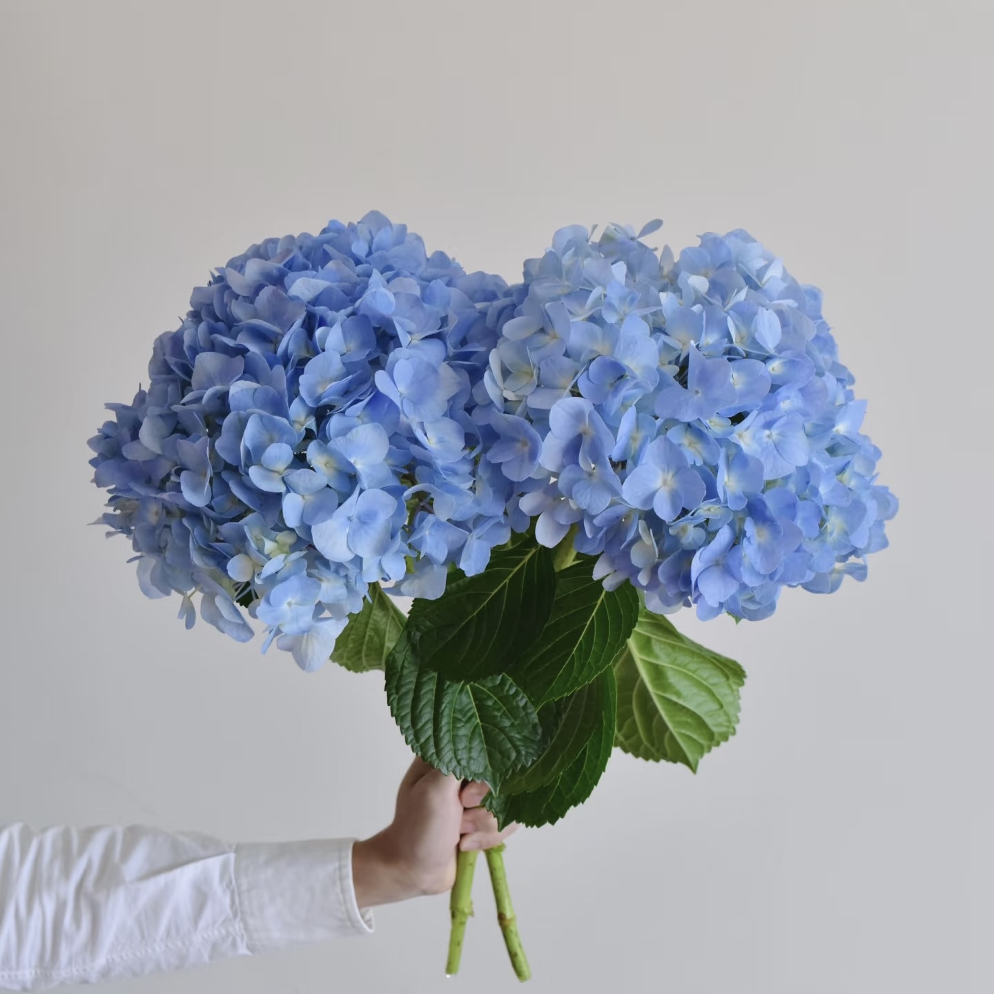 【七夕节大海蓝绣球】大海蓝绣球云南鲜花鲜切花云南基地