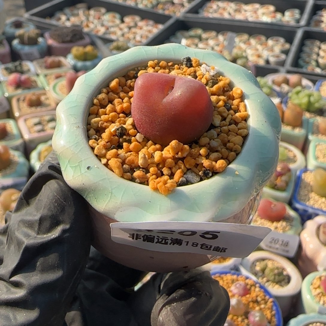 2205--一物一拍 带盆 水蜜桃 1430.5