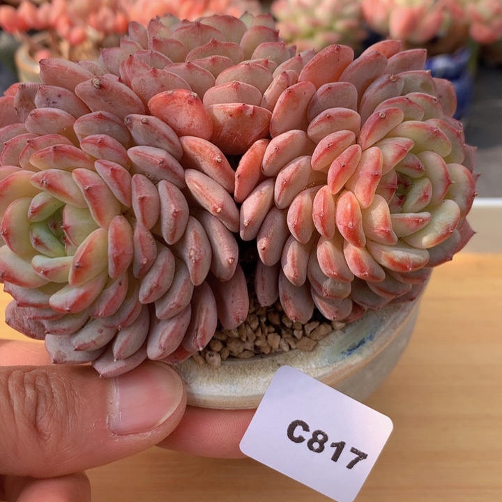 一物一拍满38包邮 C817