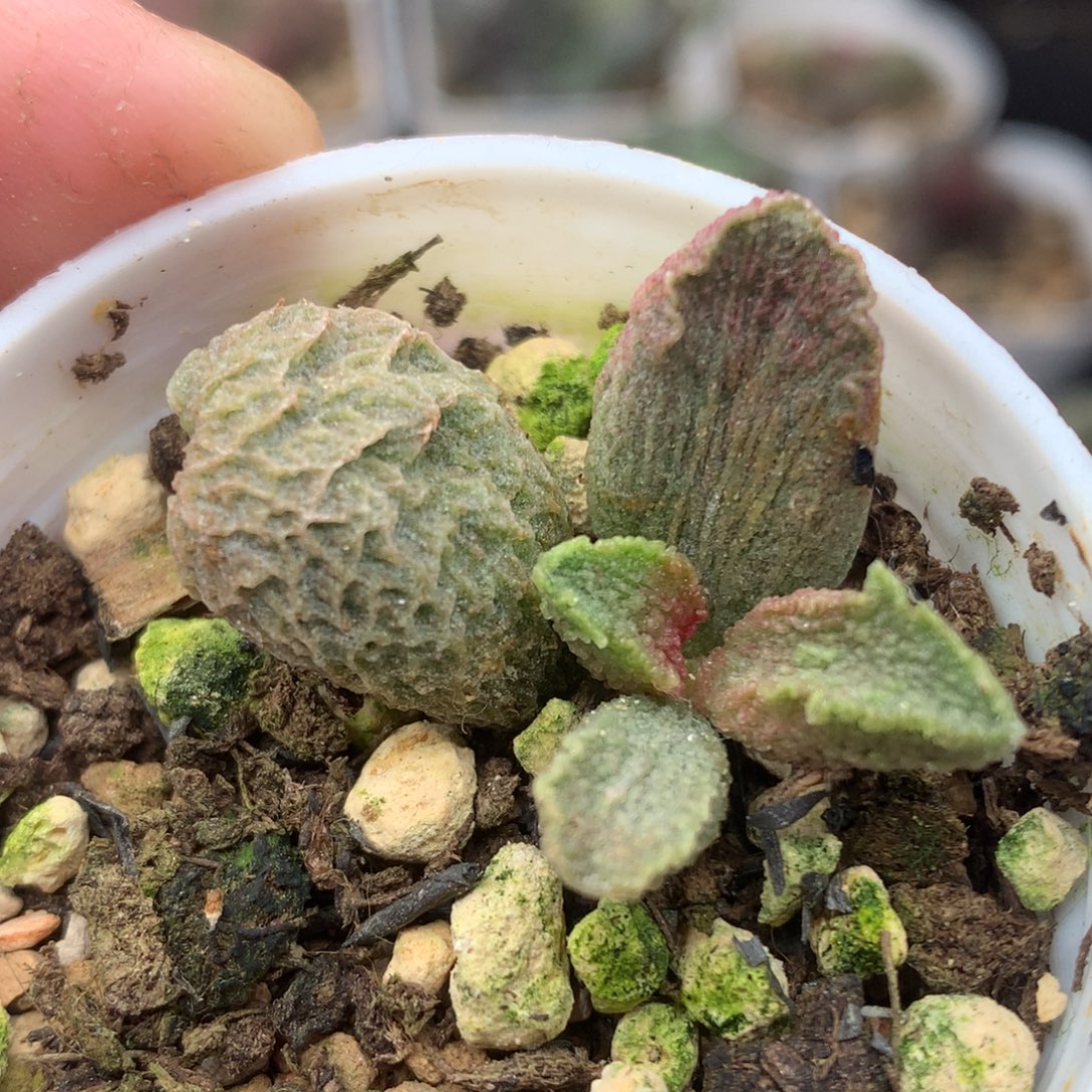 实生优选 贵货特价