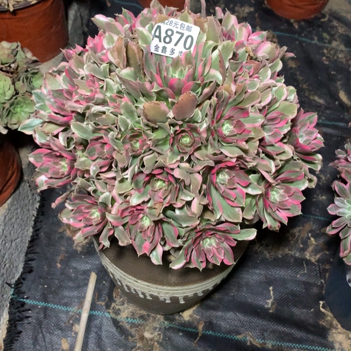 870多肉植物一物一拍