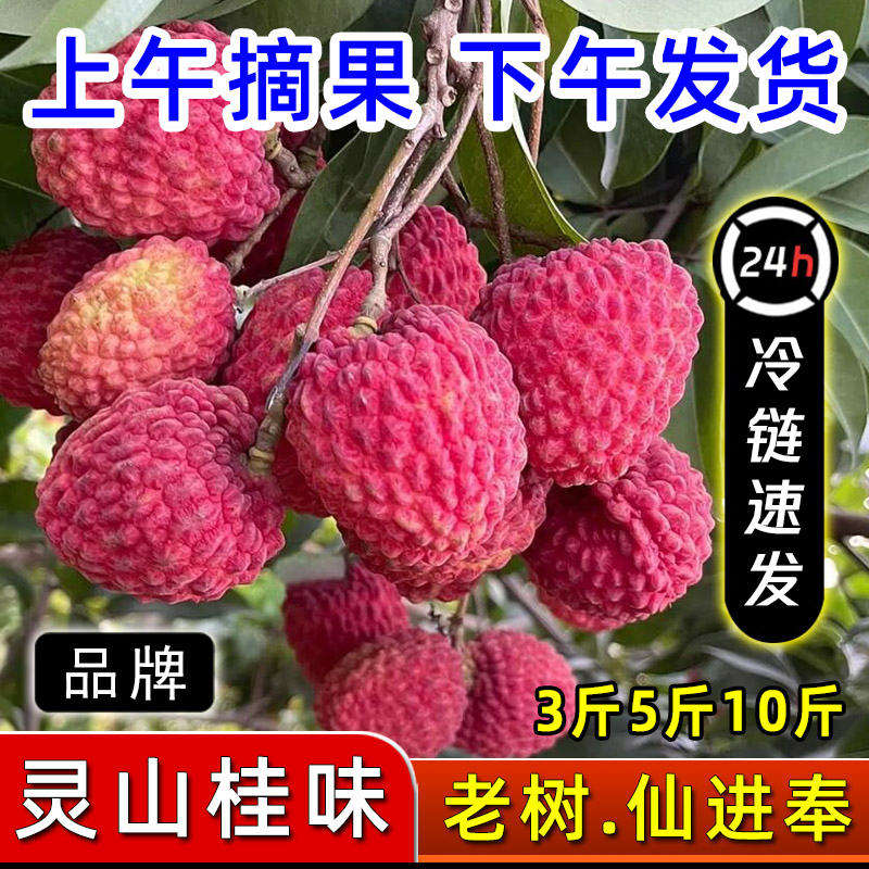 【冷链】桂味荔枝仙进奉荔枝50年老树新鲜采摘整箱发货当季水果