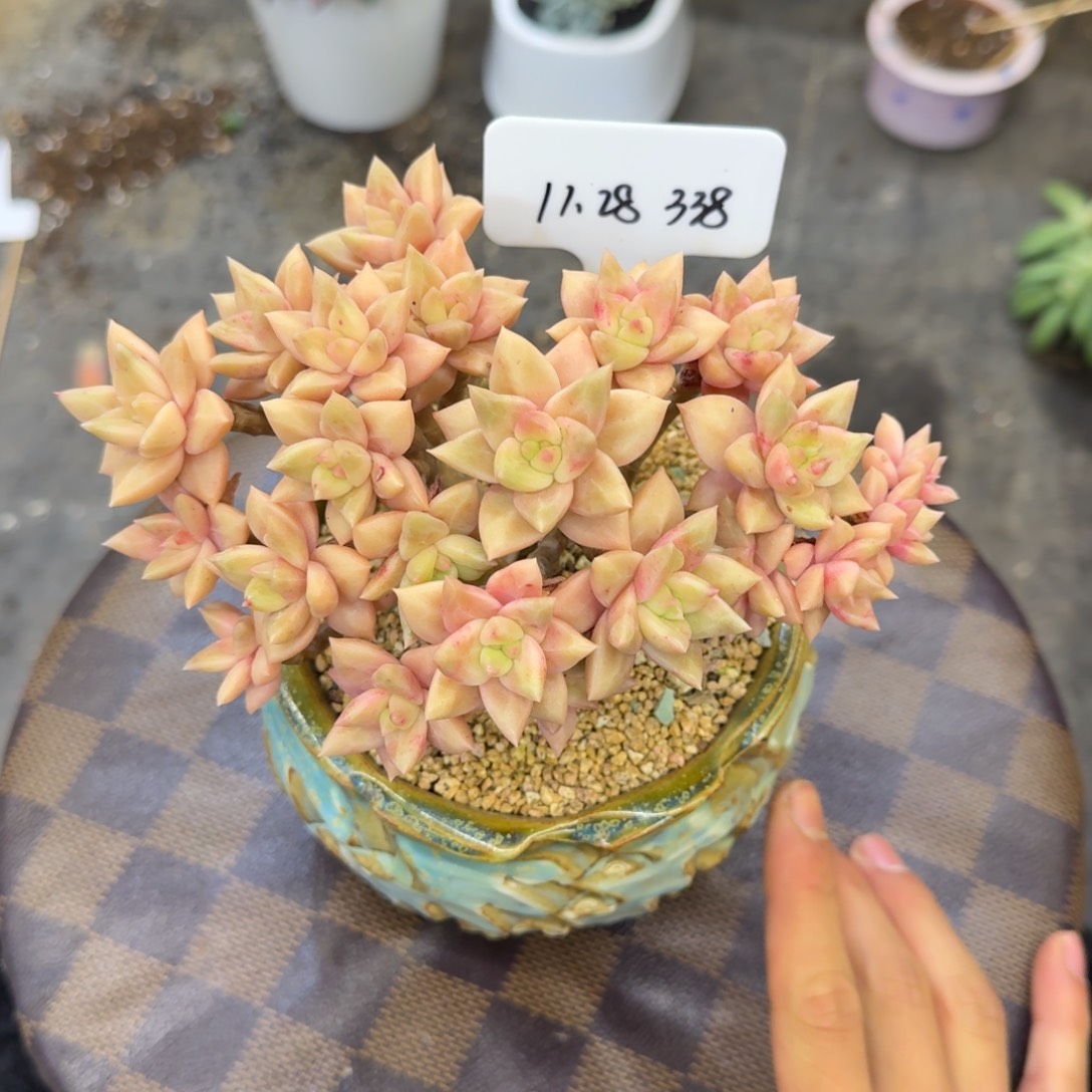 一物一拍黄金表丽娜朵朵338