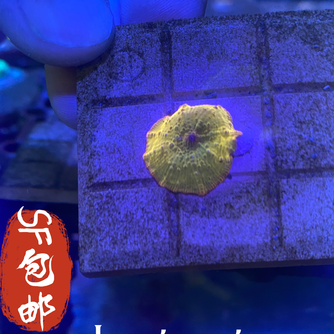 24K 金色菇类海缸小丑鱼窝